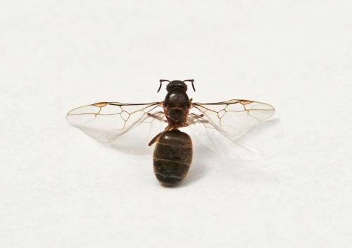 Lasius (niger)